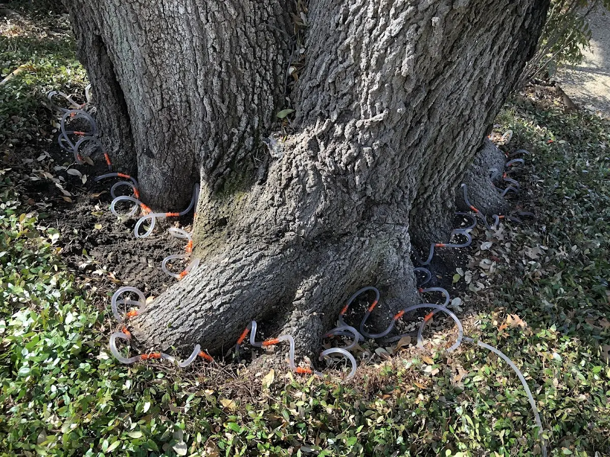 Detailed Tree Cabling and Bracing job site in Prosperity